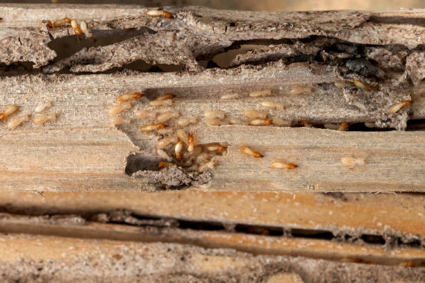 Bird Control in West New York, NJ